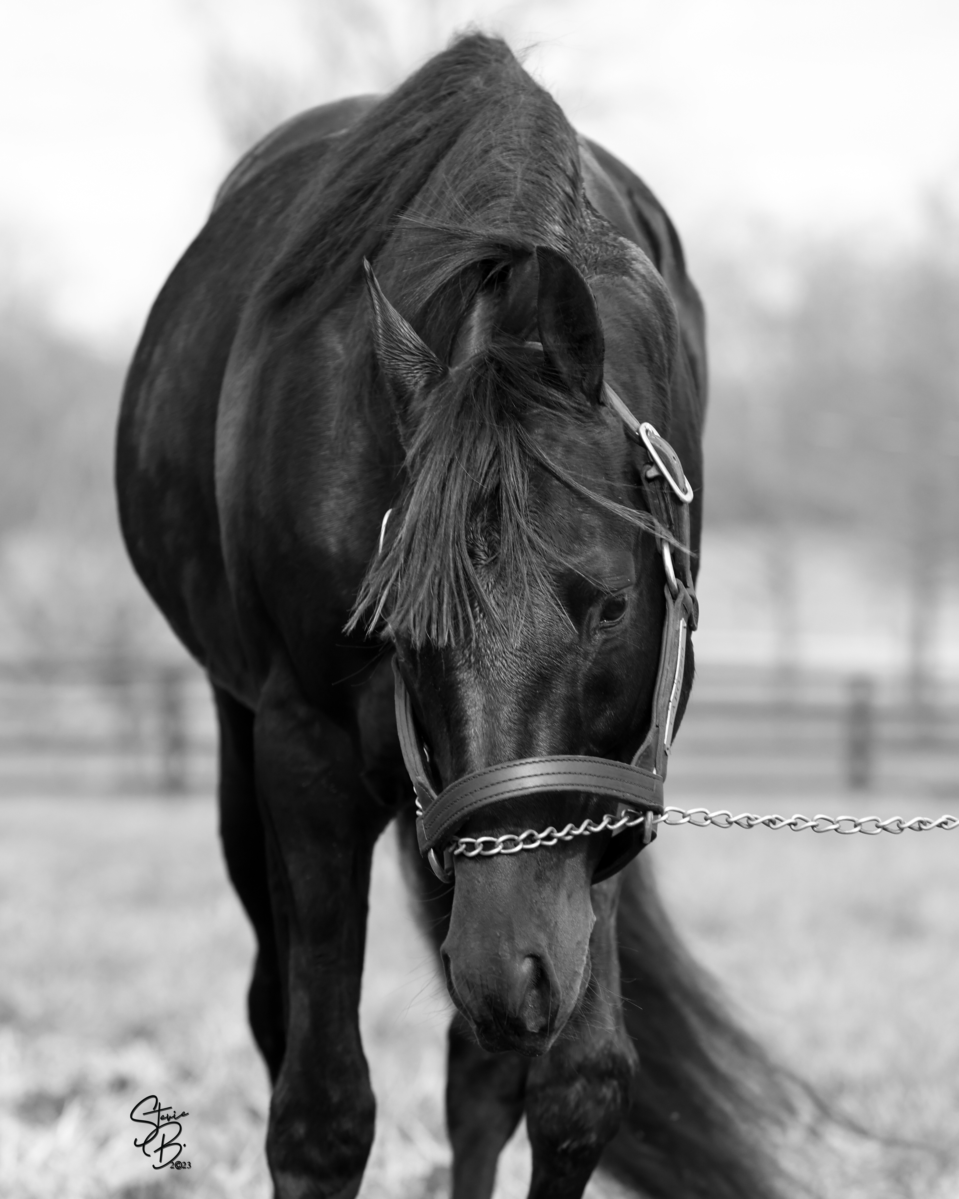 Capozzo - Minnesota's Fastest Standardbred Stallion
